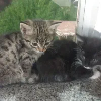 واگذاری گربه خانگی