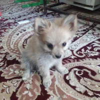 یک عددسگ پامرخرسی|سگ|نرماشیر, |دیوار