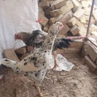 مرغ لاری|حیوانات مزرعه|کبودرآهنگ, |دیوار