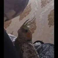 عروس هلندی مرواریدی گم شده
