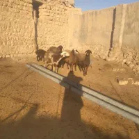 شیشک میش بره نر ماده