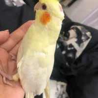 یک جفت عروس هلندی