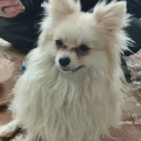 پامرخرسی اصلی