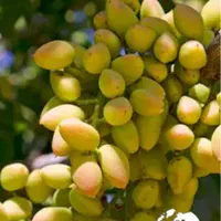 خریدخوشه کال ورسیده