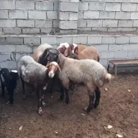 دو تا قوچ افشار و ۴تا ماده افشار و یک بره