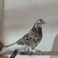 سرور|پرنده|قم, صفاشهر|دیوار