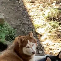 واگذاری هاسکی مالاموت ماده