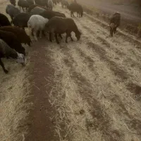 ۱۵ بره ماده برای داشت روی هم ۳۵