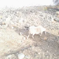 میش ابستن|حیوانات مزرعه|رابر, |دیوار