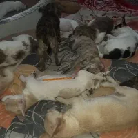 پا ۱ وجب زمان بلوغ.خونگی.سلطنتی.عروسکی