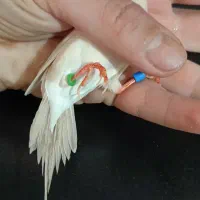 فنچ کرواتی آلبینو|پرنده|تهران, فدک|دیوار