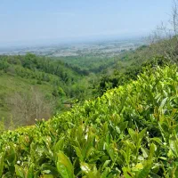 4000-متر-باغ-چای-با-ویوی-بی-نظیر