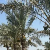 کنه نخل|خدمات باغبانی و درختکاری|سعدآباد, |دیوار