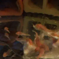 کت پوزه بوته ایی مولد