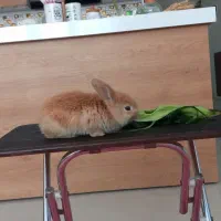 خرگوش لپ طلایی