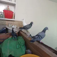به شرط جفت و پرش