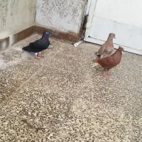 پرنده|پرنده|اهواز, منازل کارون|دیوار