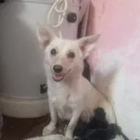 سگ پاکوتاه پامر دورگه سیاه