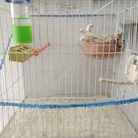 فنچ زبرا|پرنده|قم, الغدیر|دیوار