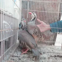 بلدرچین کوهی ،مرغ خروس عروس جوجه عروس هلندی|حیوانات مزرعه|مشهد, فاطمیه|دیوار