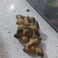 حلزون البینو