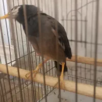 مرغ مینا|پرنده|ملایر, |دیوار