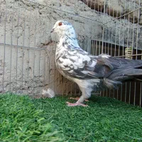 کفتر معامله یا معاوضه با کله ای|پرنده|بافت, |دیوار