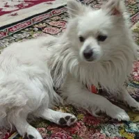 سگ شیتزوپارمین|سگ|خرمدره, |دیوار