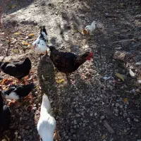 اوردک روسی نقراه ای و سفید سیاه