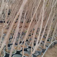 خدمات باغبانی