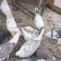 کبوتر تهرانی