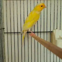 قناری|پرنده|تهران, شهرک ولیعصر جنوبی|دیوار