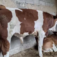 گوساله سیمینتال اصیل