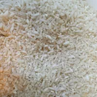 برنج سرلاشه طارم مازنداران