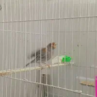 قناری|پرنده|تایباد, |دیوار