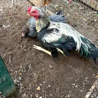 یک جفت عروسک با عشق