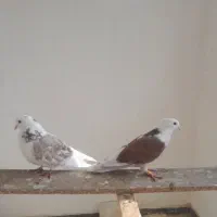 کفتر پرشی|پرنده|فردیس, شهرک ناز|دیوار