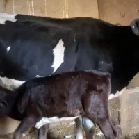 اهواز  رامشیر