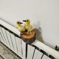 مجسمه|مجسمه، تندیس، ماکت|ایلام, |دیوار