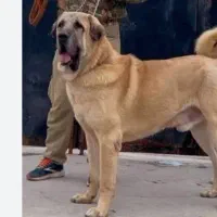 سگ نگهبان عراقی