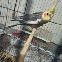 عروس هلندی معاوضه