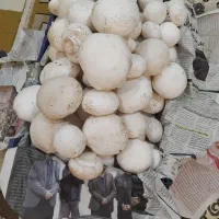 قارچ تازه درجه بک به قیمت پخش فقط تا ظهر|خوردنی و آشامیدنی|هیر, |دیوار