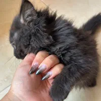 گربه پرشین ۶ ماهه