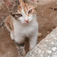 واگذاری رایگان بچه گربه خانگی|گربه|یزد, |دیوار