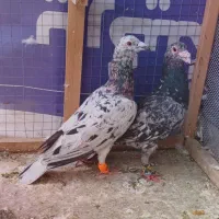 کبوتر سار