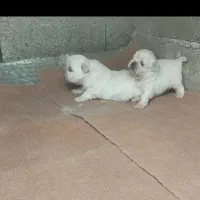 سگ پیکینیز امپریال اصیل|سگ|چابکسر, |دیوار