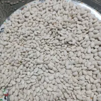 فروش لوبیا|خوردنی و آشامیدنی|خانمیرزا, |دیوار