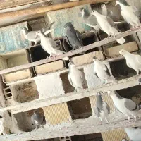 دمگیر گمشده