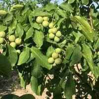 نهال گردو دیرگل اصلاح شده گلدانی
