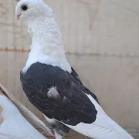 کفتر موفکا ریحانی